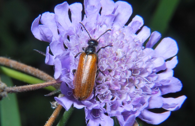 Lydus trimaculatus italicus (Meloidae)